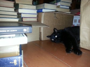Osa, one of our book shop cats